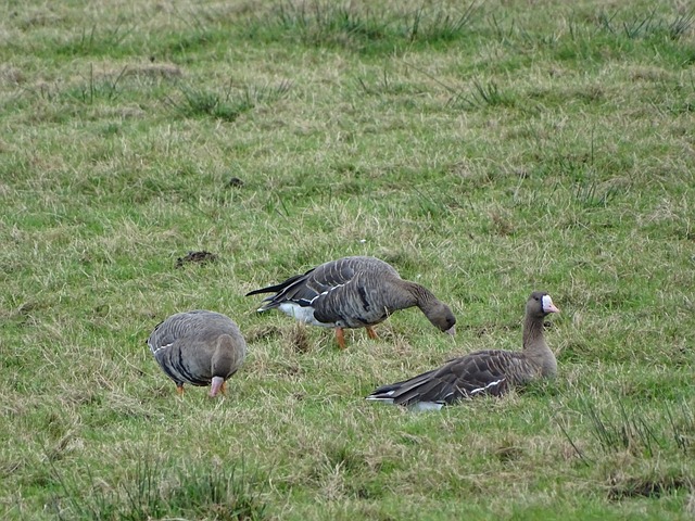 到来的美洲 到来的美洲