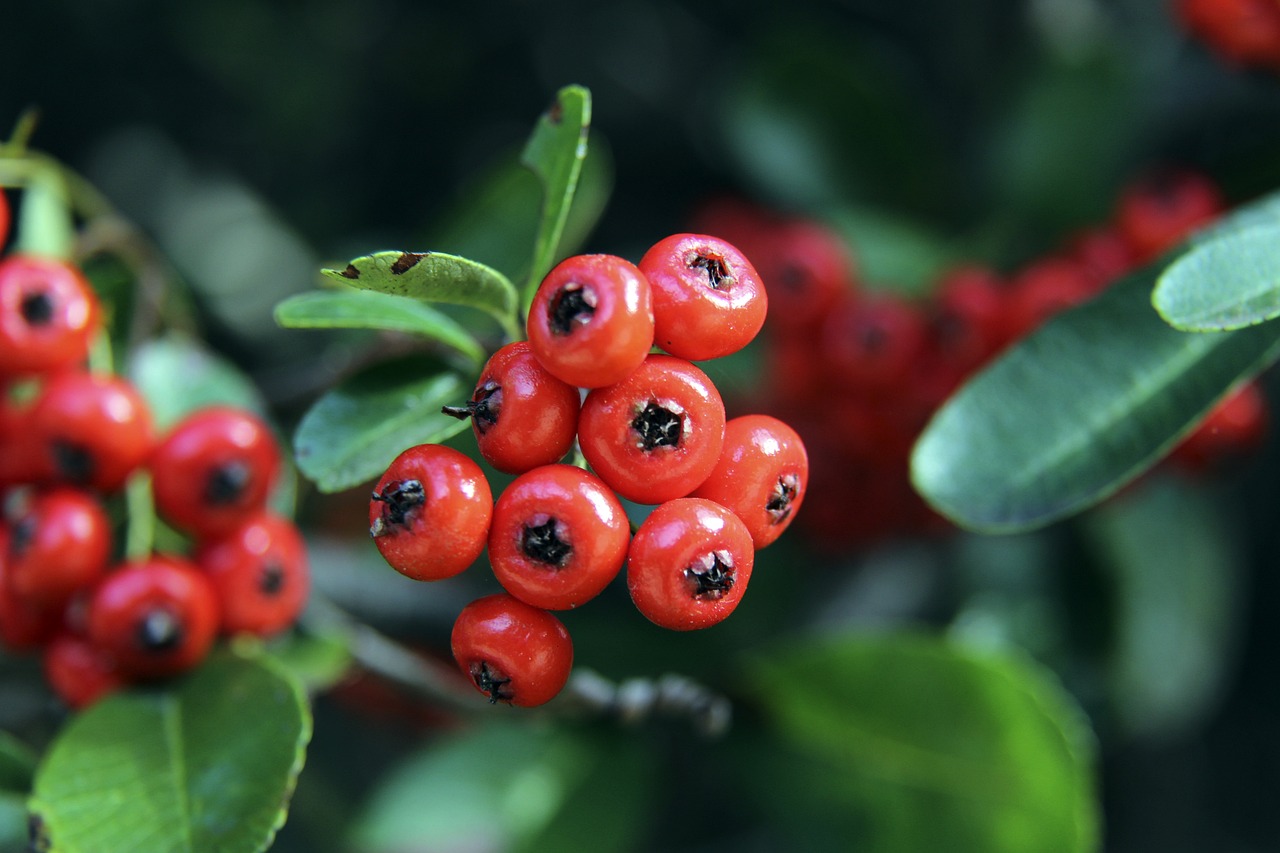 凡的贡献 凡的贡献