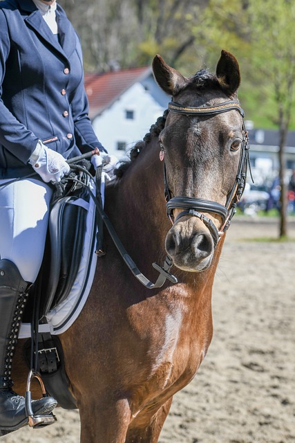 依靠教练的 依靠教练的